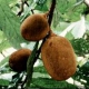 Pudim de Cupuaçu